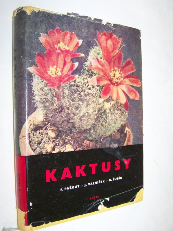 Kaktusy